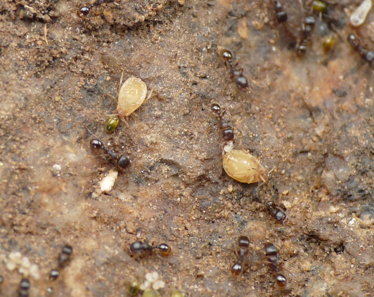 Ma cosa si portano dietro queste formiche? (Coccidae)
